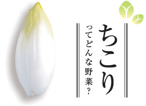 岐阜県中津川 ちこり村 国産ちこり 岐阜県中津川 ちこり村 国産ちこり
