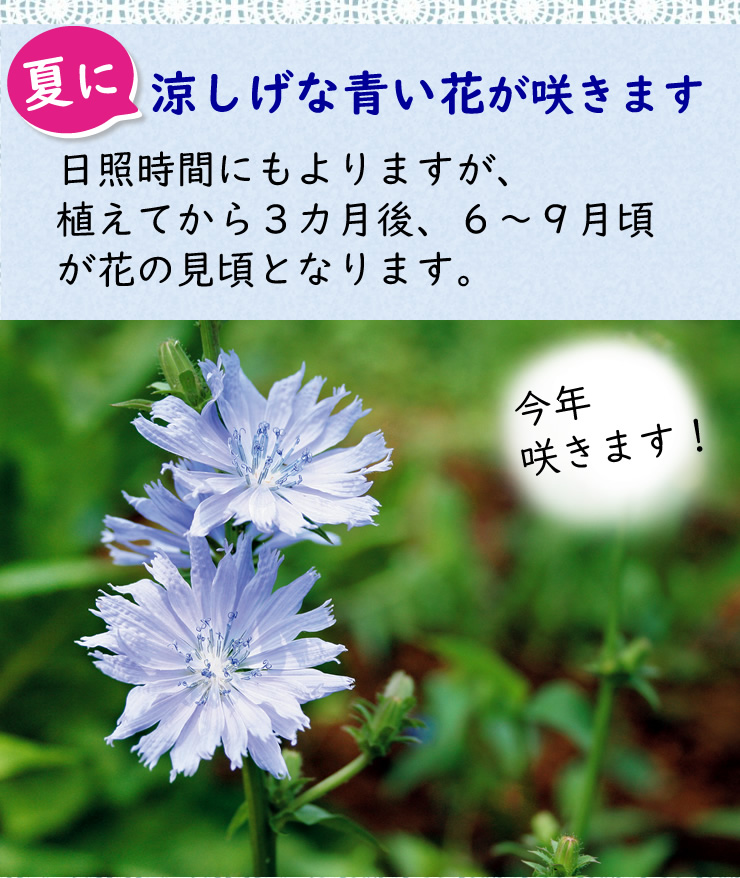 チコリの花の苗 ぐっさん家で紹介されました ちこりの花の苗 ６ポット 送料別 食品との同梱不可 この商品のみで発送 仏名 アンディーブの花の苗 岐阜 中津川 ちこり村 本店