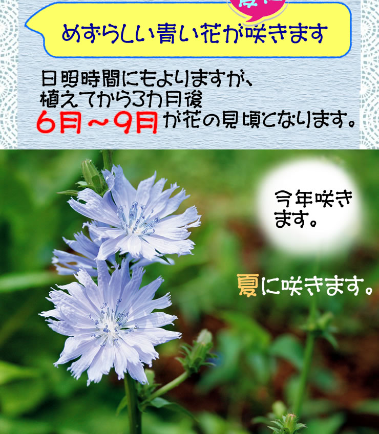 最新ちこり 花 最高の花の画像 最新ちこり 花 最高の花の画像