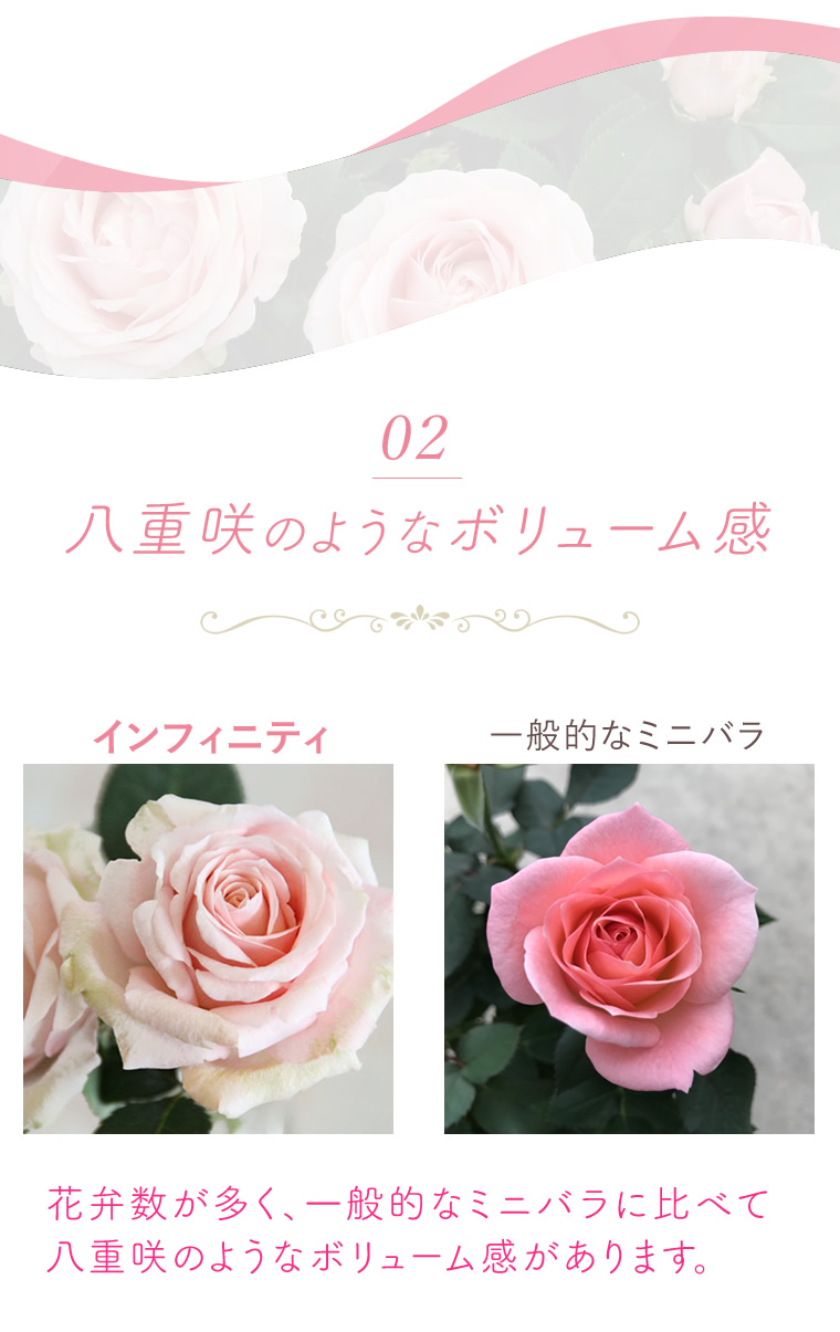 02Fd̂悤ȃ{[
