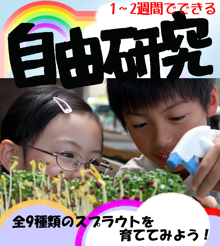 １ ２週間でスプラウト 自由研究 家庭菜園 キッチンガーデン