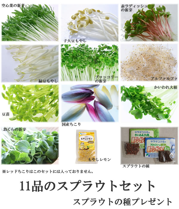 送料無料 おためし11品発芽野菜セット 国産チコリ入り 野菜セット スプラウト 岐阜 中津川 ちこり村 本店