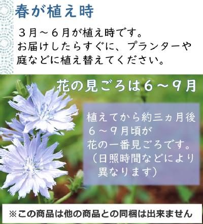 チコリの花の苗 ぐっさん家で紹介されました ちこりの花の苗 ６ポット 送料別 食品との同梱不可 この商品のみで発送 仏名 アンディーブの花の苗 岐阜 中津川 ちこり村 本店